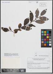 Foto von Salix appendiculata Vill.